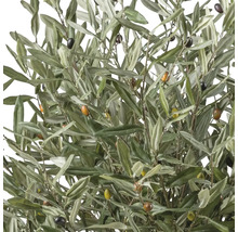 Olivenbaum mit Blättern und Oliven