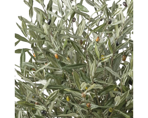 Olivenbaum mit Blättern und Oliven