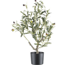 Olivenbaum im Topf