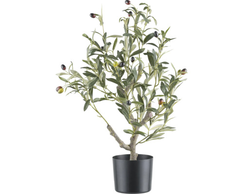 Olivenbaum im Topf