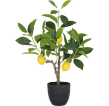 Zitronenbaum im Topf