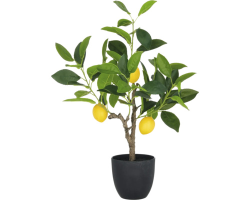 Zitronenbaum im Topf