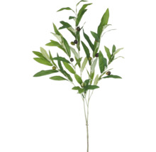 Dekorativer Olivenzweig mit Blättern und Früchten