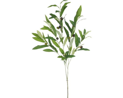 Dekorativer Olivenzweig mit Blättern und Früchten