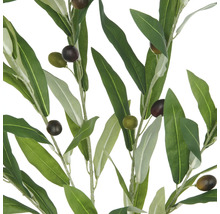 Dekorative Olivenzweige mit grünen Blättern und Oliven