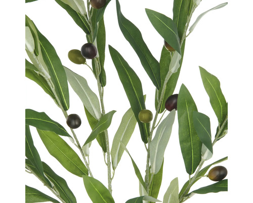 Dekorative Olivenzweige mit grünen Blättern und Oliven