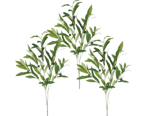 Drei Zweige mit Oliven und grünen Blättern.