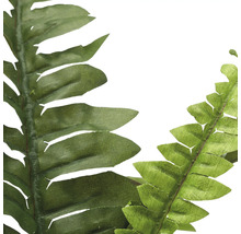 Nahaufnahme von künstlichen Farnblättern