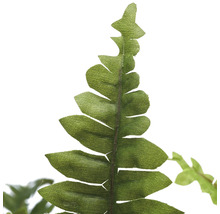 Nahaufnahme eines Farnblattes