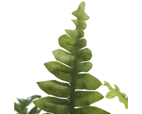 Nahaufnahme eines Farnblattes