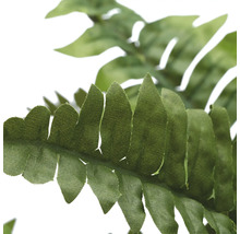 Nahaufnahme eines Farnblattes