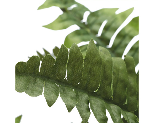 Nahaufnahme eines Farnblattes