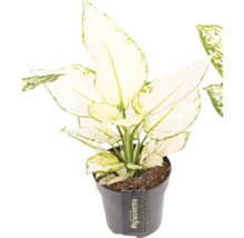 Chinesisches Schilf im Topf