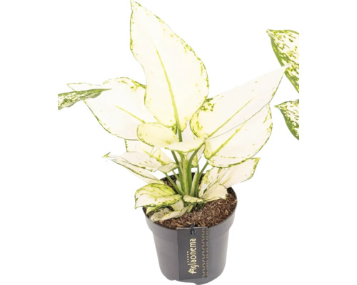 Chinesisches Schilf im Topf