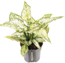 Aglaonema Zimmerpflanze im Topf