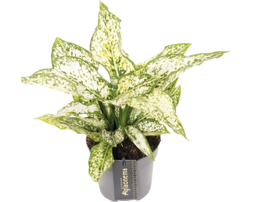 Aglaonema Zimmerpflanze im Topf