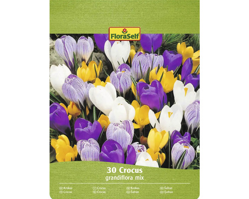 Blumenzwiebel Krokus FloraSelf 'Grandiflora Mischung' 30 Stück FloraSelf Krokus Grandiflora Mischung, 30 Stück