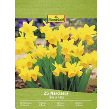 FloraSelf Narzissen Tête à Tête, Packung mit 25 Stück