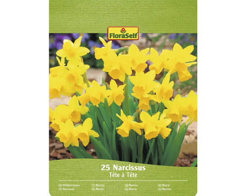 Blumenzwiebel Narzisse FloraSelf 'Botanisch Tete a Tete' 25 Stück FloraSelf Narzissen Tête à Tête, Packung mit 25 Stück
