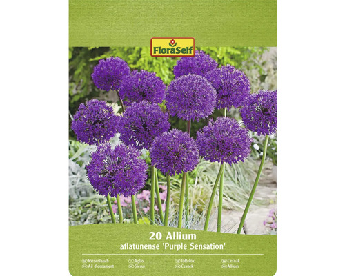 Blumenzwiebel Zierlauch FloraSelf 'Purple Sensation' 20 Stück Verpackung mit 20 Allium aflatunense Purple Sensation Blumenzwiebeln