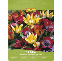 FloraSelf Wild Cottage Tulpenmischung, 33 Stück