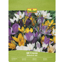 FloraSelf Krokus Botanical Mix Packung mit 60 Stück