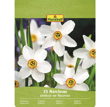 FloraSelf Packung mit 15 Narzissen poeticus var Recurvus