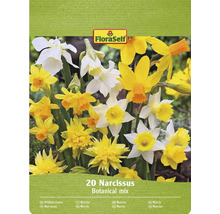FloraSelf Narzissen Blumenzwiebeln, botanische Mischung, Packung mit 20 Stück