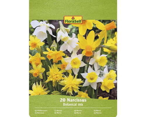 Blumenzwiebel Narzisse FloraSelf 'Wild Wonders' 20 Stück FloraSelf Narzissen Blumenzwiebeln, botanische Mischung, Packung mit 20 Stück