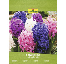 FloraSelf Packung mit 8 Hyazinthen Orientalis Mischung