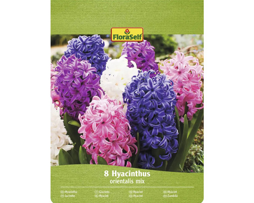 FloraSelf Packung mit 8 Hyazinthen Orientalis Mischung