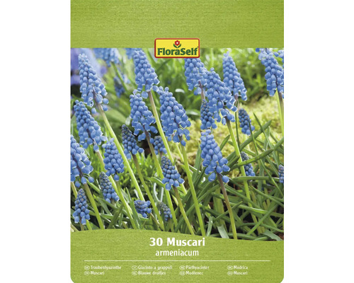 Blumenzwiebel Traubenhyazinthe FloraSelf 'Armeniacum' 30 Stück FloraSelf 30 Traubenhyazinthe Blumenzwiebeln Packung