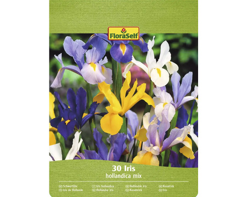 Blumenzwiebel Schwertlilie FloraSelf 'Hollandica Mixed' 30 Stück FloraSelf Schwertlilien Hollandica Mix, Packung mit 30 Stück