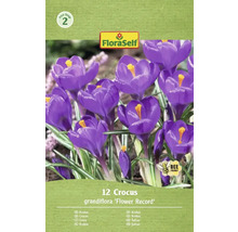 Packung Krokusse der Sorte 'Flower Record' mit zwölf Stück und dem FloraSelf Logo.