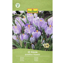 Packung mit 12 Krokussen der Sorte Grandiflora 'Pickwick' mit FloraSelf Logo und 'Bienenfreundlich' Symbol