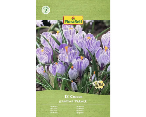 Blumenzwiebel Krokus FloraSelf 'Pickwick' 12 Stück Packung mit 12 Krokussen der Sorte Grandiflora 'Pickwick' mit FloraSelf Logo und 'Bienenfreundlich' Symbol