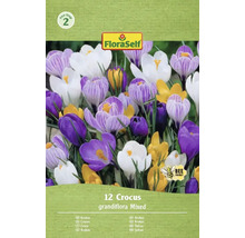 Verpackung mit 12 Krokussen, Sorte Grandiflora Mixed