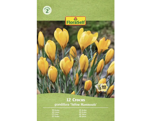 Blumenzwiebel Krokus FloraSelf 'Yellow Mammouth' 12 Stück FloraSelf Krokus grandiflora Yellow Mammouth Packung mit 12 Stück