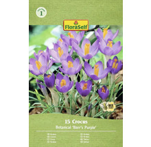 Verpackung mit 15 Krokus Botanical Barrs Purple Blumenzwiebeln von FloraSelf
