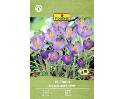 Blumenzwiebel Krokus FloraSelf 'Prins Claus' 12 Stück Verpackung mit 15 Krokus Botanical Barrs Purple Blumenzwiebeln von FloraSelf