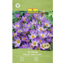 Packung mit 15 Krokussen der Sorte Botanical sieberi Tricolor von FloraSelf