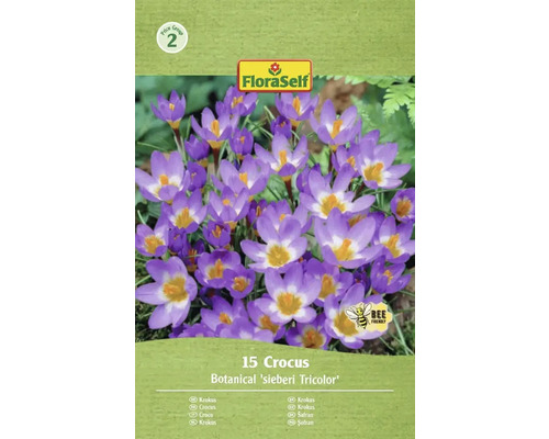 Packung mit 15 Krokussen der Sorte Botanical sieberi Tricolor von FloraSelf