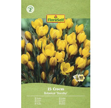 Packung Krokusse der Sorte Botanical Dorothy
