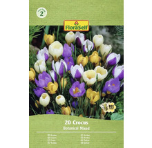 Packung Krokusse mit botanischer Mischung, 20 Stück
