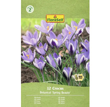 Packung mit 12 Krokus Blumenzwiebeln der Sorte Botanical 'Spring Beauty'