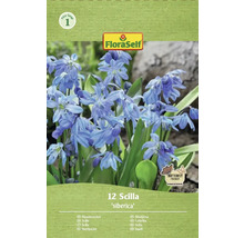 Verpackung von 12 Scilla siberica Zwiebeln der Marke FloraSelf