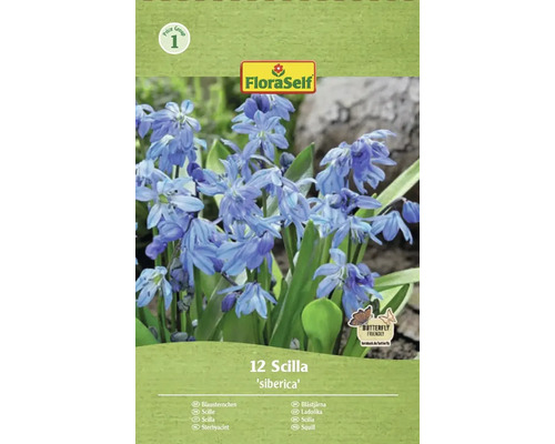 Blumenzwiebel Blausternchen FloraSelf 'Siberica' 12 Stück Verpackung von 12 Scilla siberica Zwiebeln der Marke FloraSelf