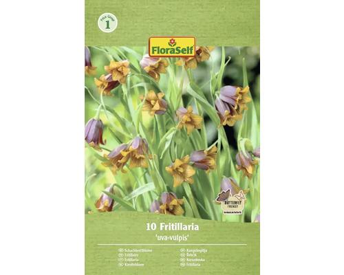 Blumenzwiebel Kaiserkrone FloraSelf 'Uva-Vulpis' 10 Stück Verpackung mit zehn Fritillaria Uva-Vulpis Schachbrettblumen