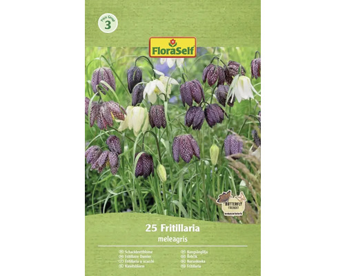 FloraSelf Schachbrettblumen Blumenzwiebelpackung mit 25 Stück