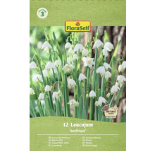 Packung Sommerknotenblume Leucojum aestivum